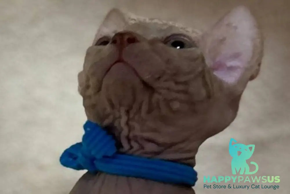 Anis Elf male lilac spotted tabby - live animals