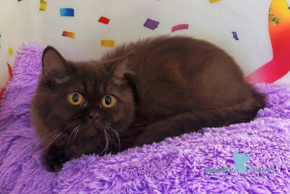 Anita British Longhair female chocolate live animals