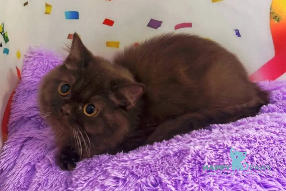 Anita British Longhair female chocolate live animals