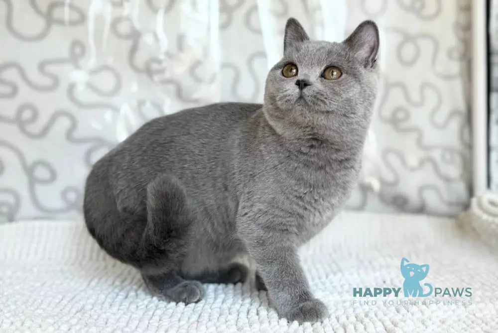 Anita British Shorthair female blue live animals