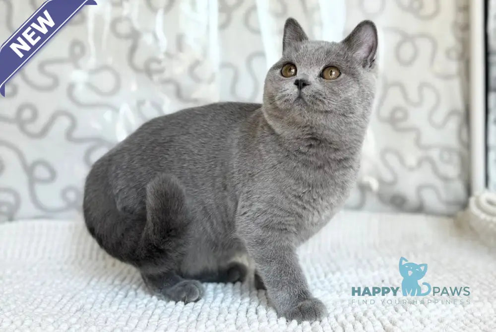 Anita British Shorthair female blue live animals