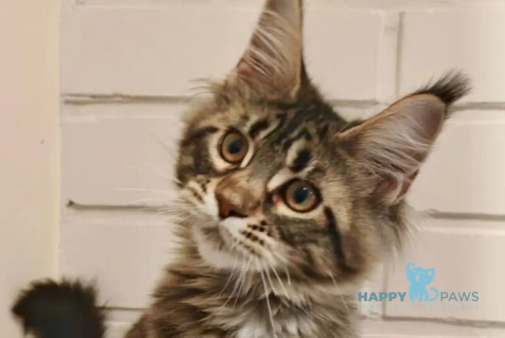 Anita Maine Coon polydactyl female black tabby live animals