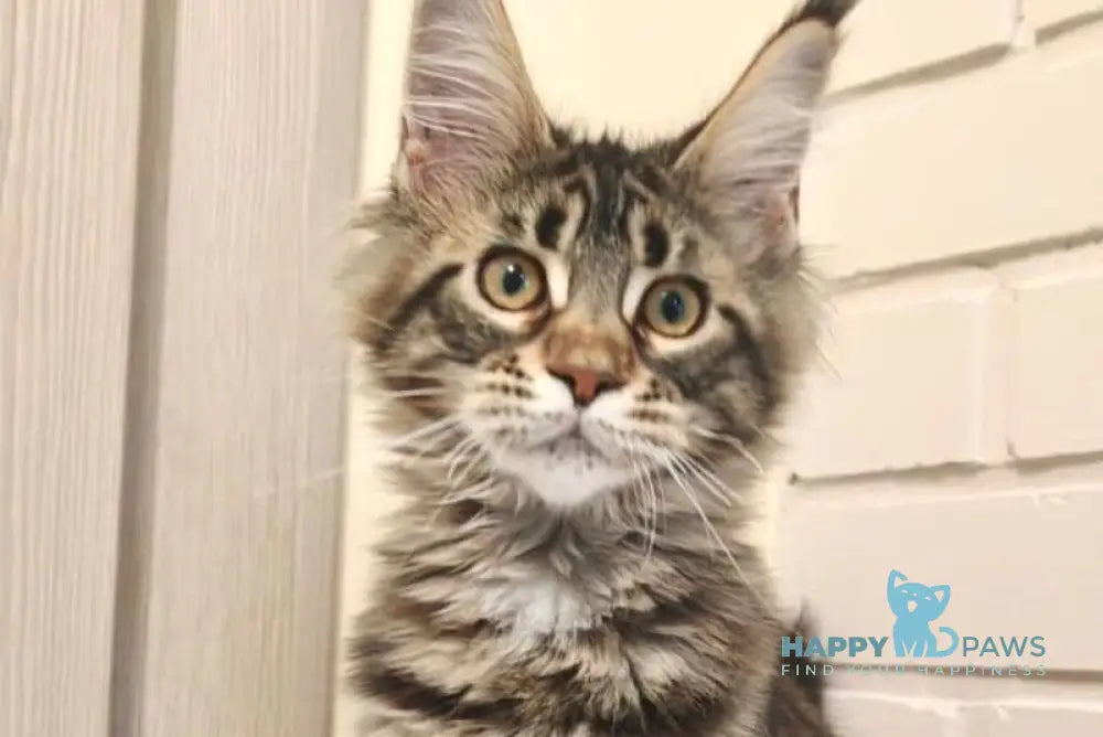 Anita Maine Coon polydactyl female black tabby live animals