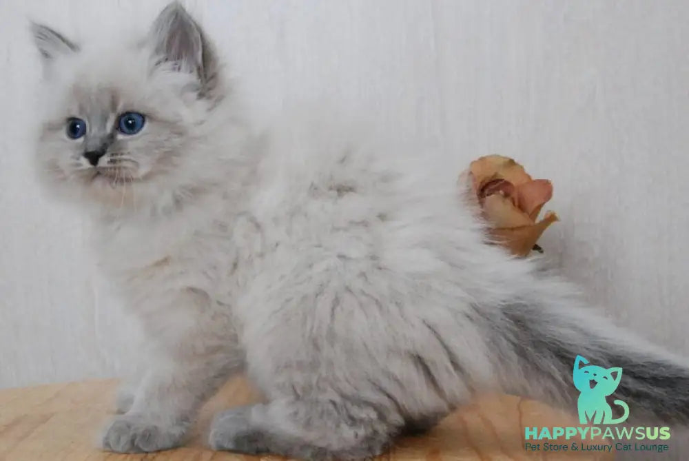 Anita Siberian female blue tabby pointed - live animals