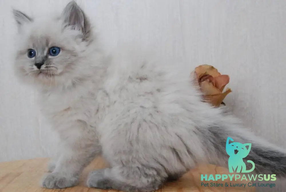 Anita Siberian female blue tabby pointed - live animals