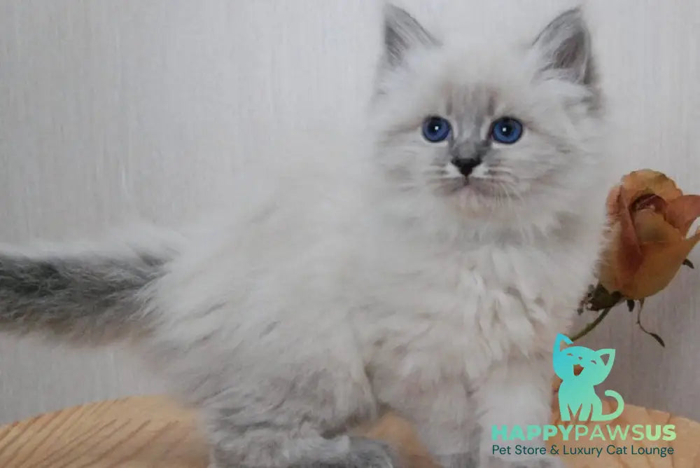 Anita Siberian female blue tabby pointed - live animals