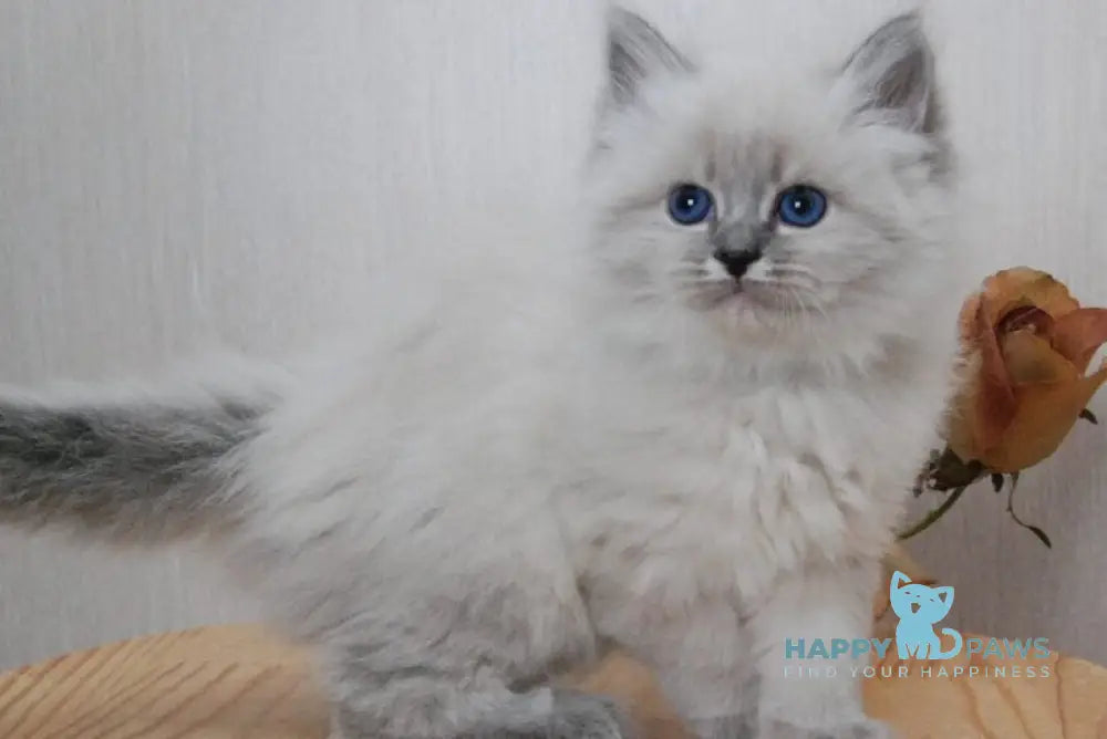 Anita Siberian female blue tabby pointed - live animals
