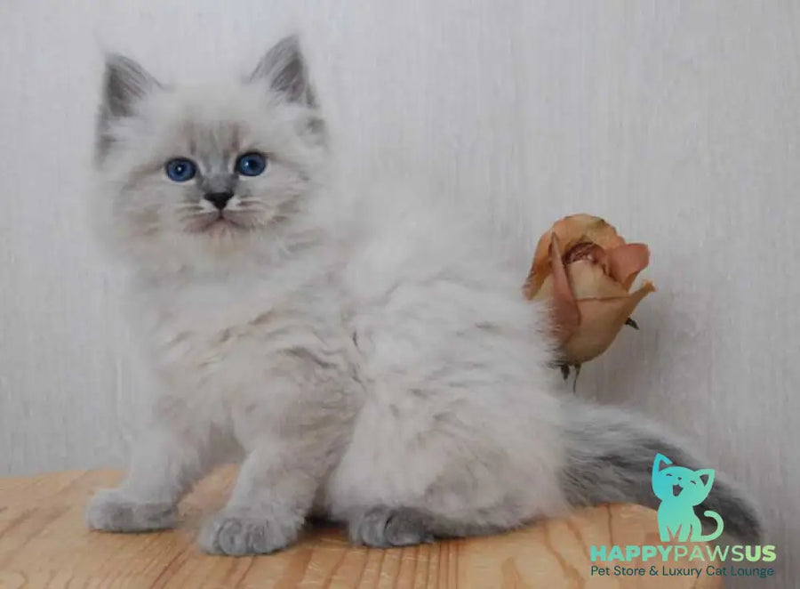 Anita Siberian female blue tabby pointed - live animals