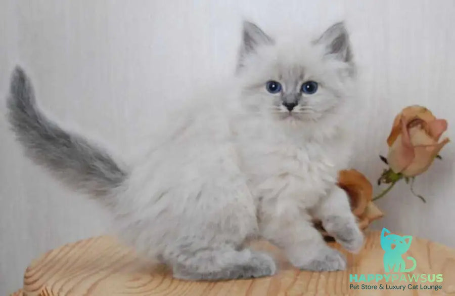 Anita Siberian female blue tabby pointed - live animals