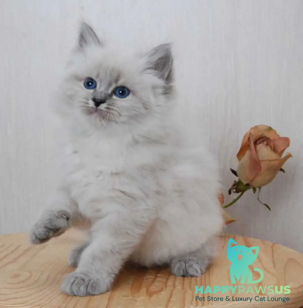 Anita Siberian female blue tabby pointed - live animals