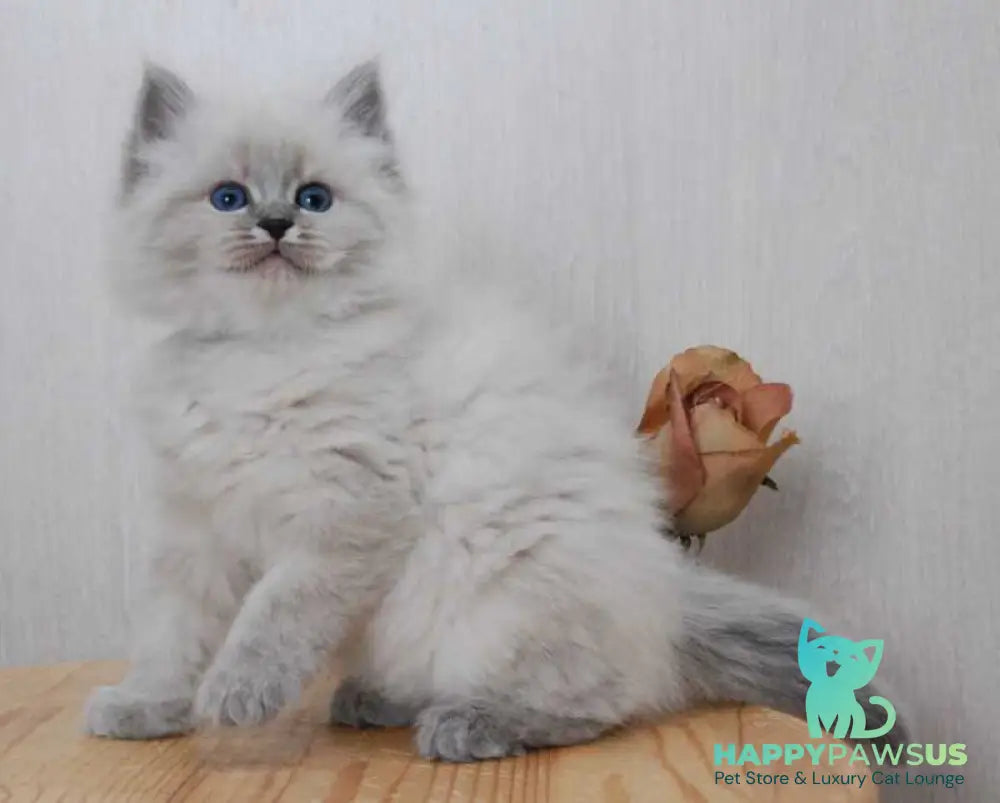 Anita Siberian female blue tabby pointed - live animals