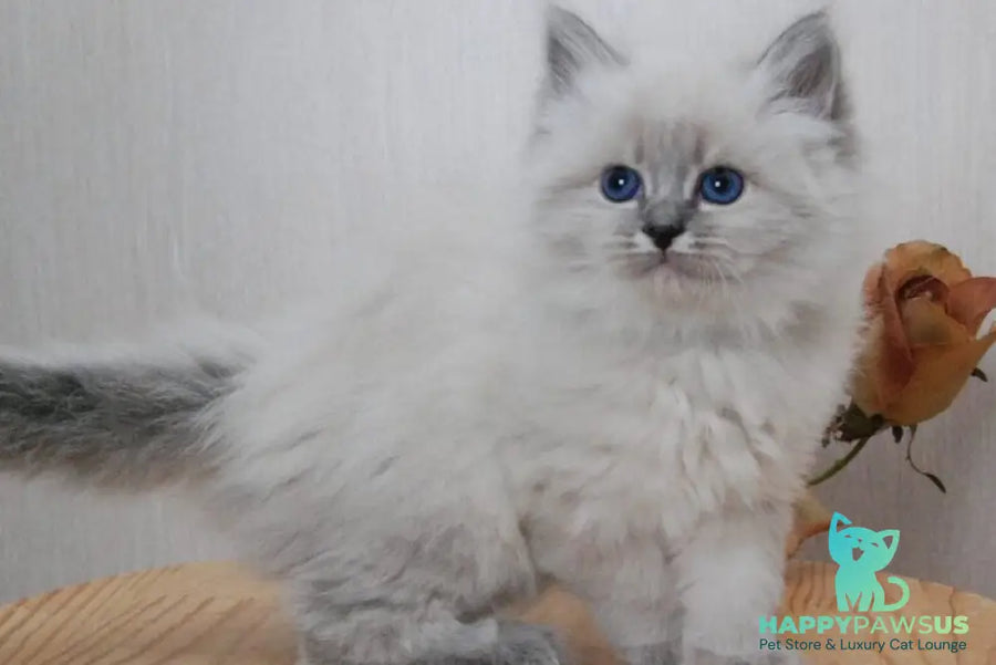 Anita Siberian female blue tabby pointed - live animals