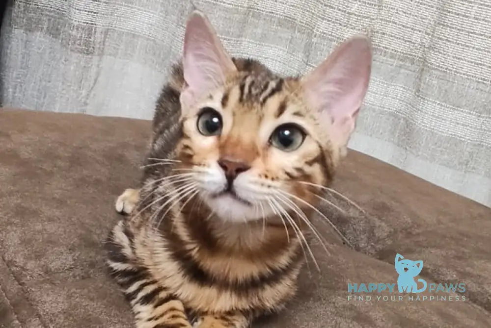 Anna Bengal female black spotted tabby live animals