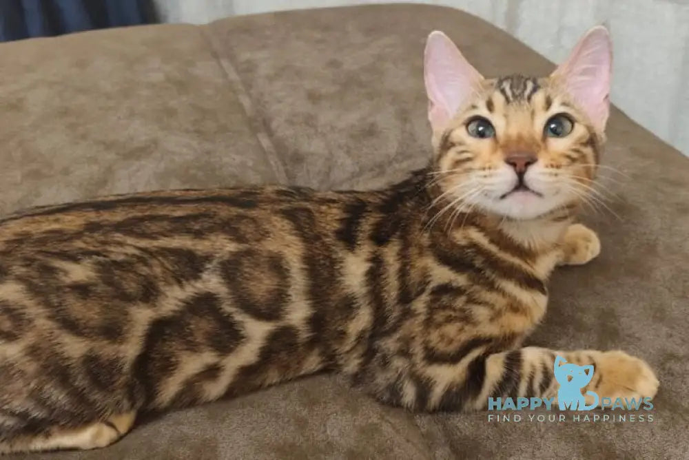 Anna Bengal female black spotted tabby live animals