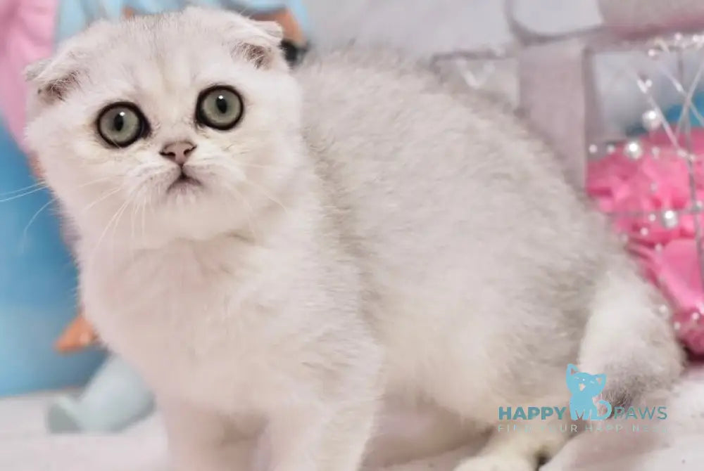 Annabel Scottish Fold female black silver shaded live animals