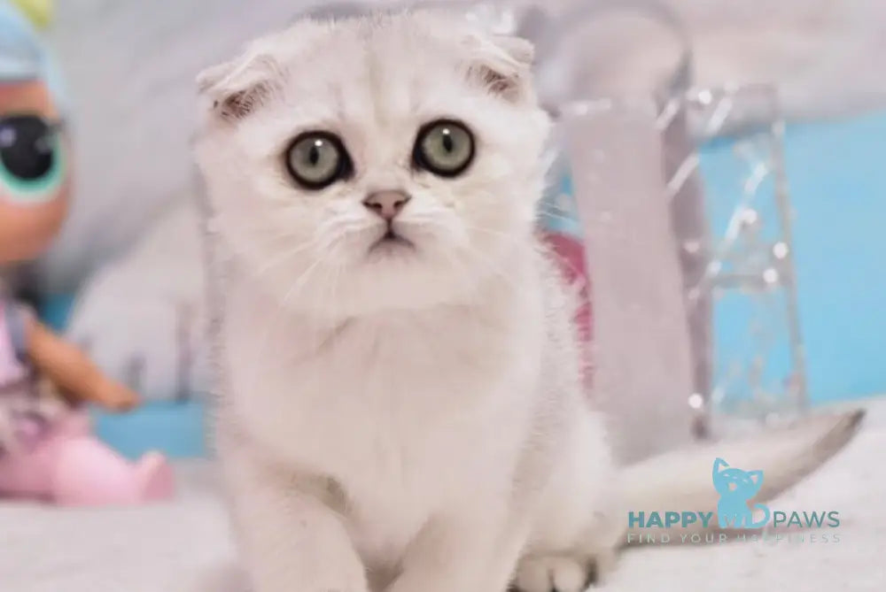 Annabel Scottish Fold female black silver shaded live animals