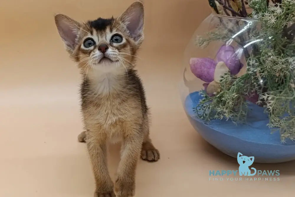 AnnaBelle Abyssinian female ruddy live animals