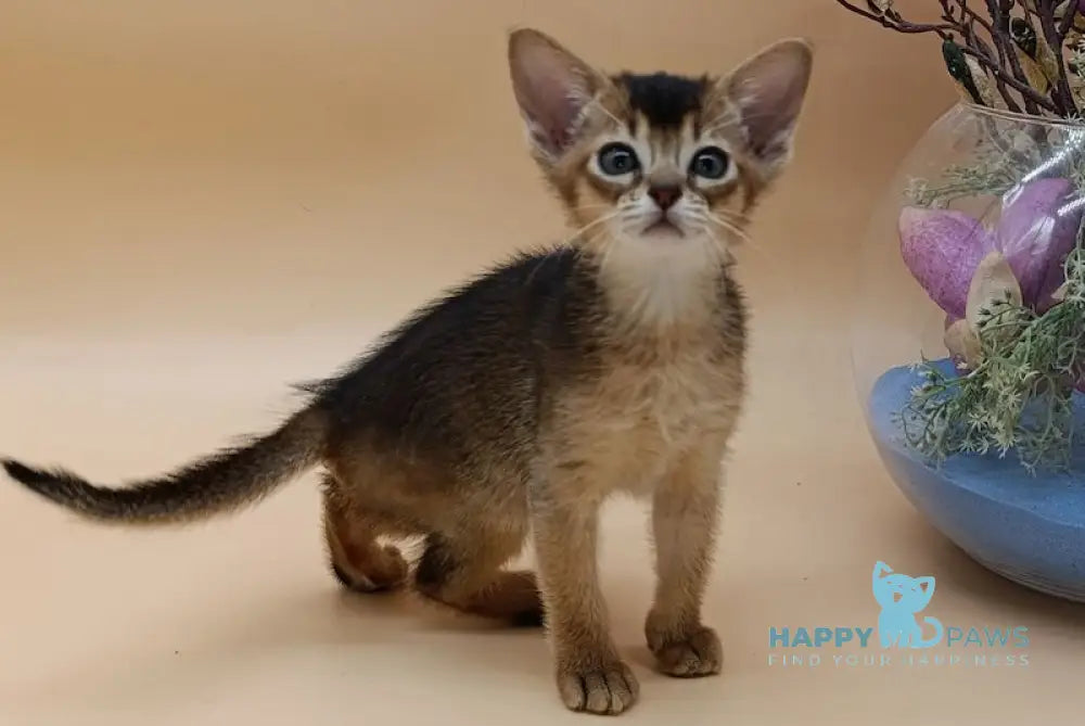 AnnaBelle Abyssinian female ruddy live animals