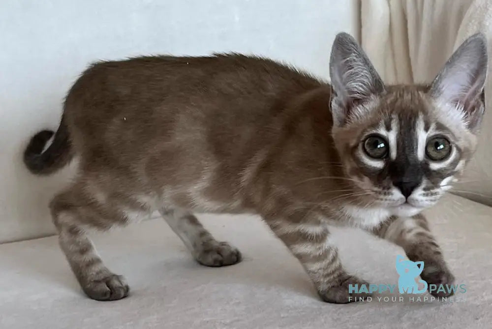 Annabelle Bengal female snow mink live animals