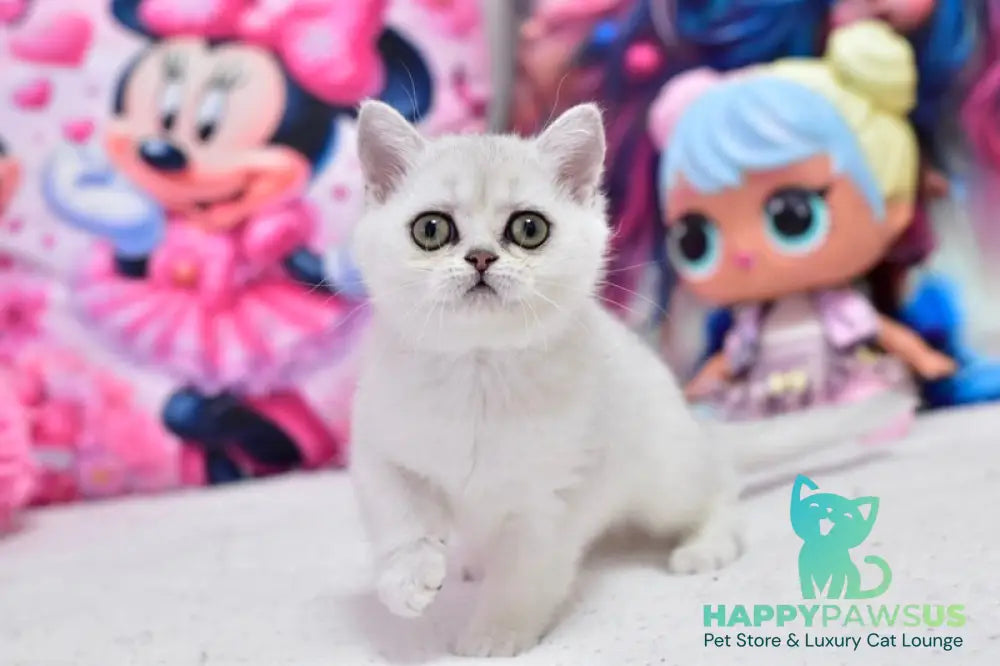 Annabelle British Shorthair female black silver shaded - live animals
