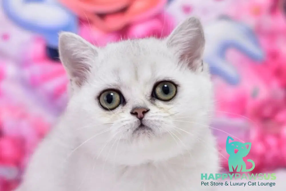 Annabelle British Shorthair female black silver shaded - live animals
