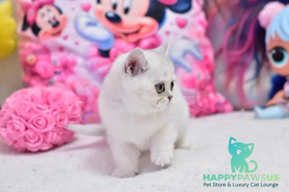 Annabelle British Shorthair female black silver shaded - live animals