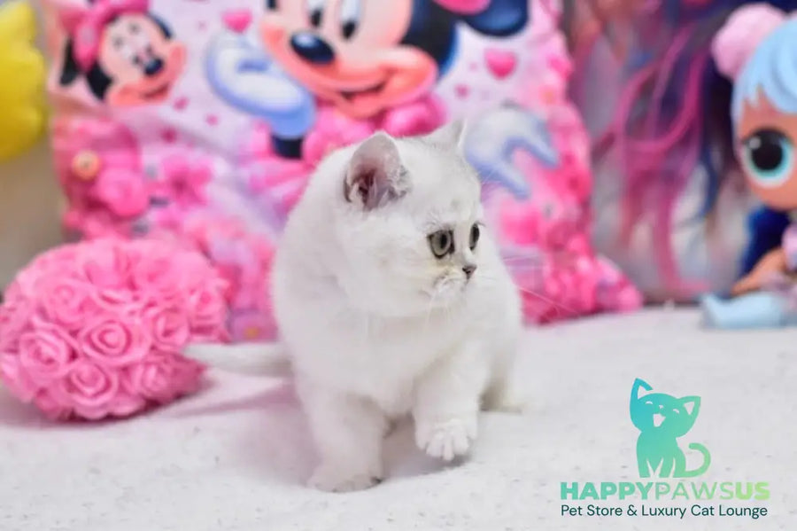 Annabelle British Shorthair female black silver shaded - live animals