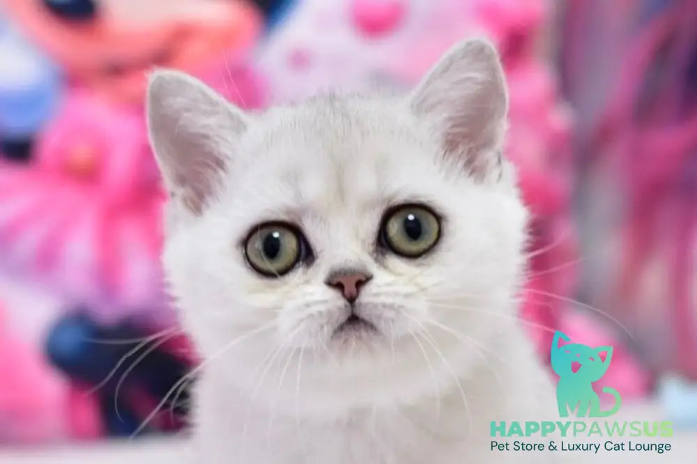 Annabelle British Shorthair female black silver shaded - live animals