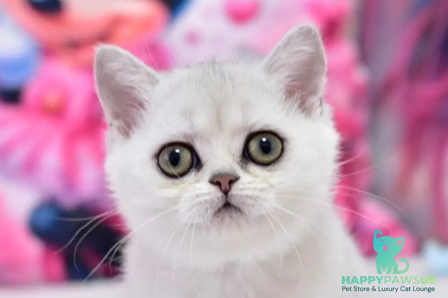 Annabelle British Shorthair female black silver shaded - live animals