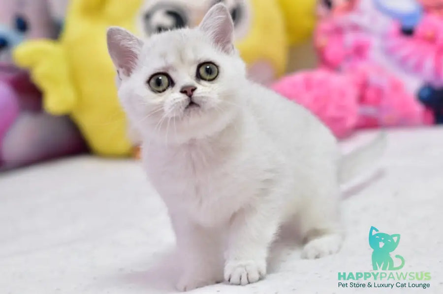 Annabelle British Shorthair female black silver shaded - live animals