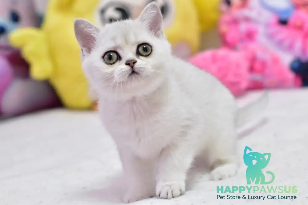 Annabelle British Shorthair female black silver shaded - live animals