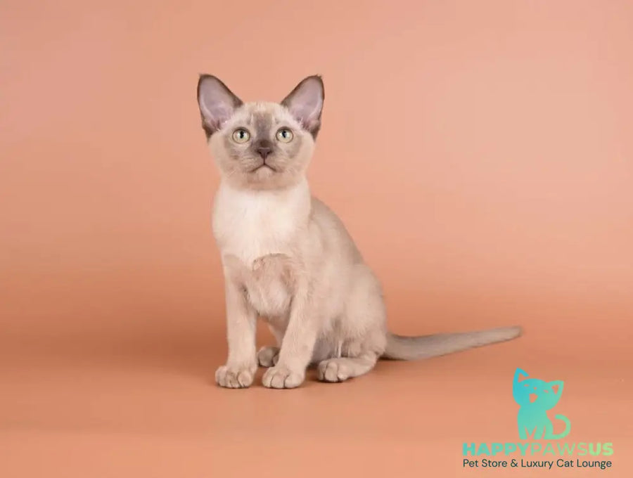 Anola Burmese female chocolate - live animals