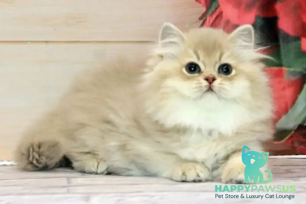 Antari British Longhair female lilac golden shaded - live animals