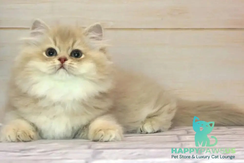 Antari British Longhair female lilac golden shaded - live animals
