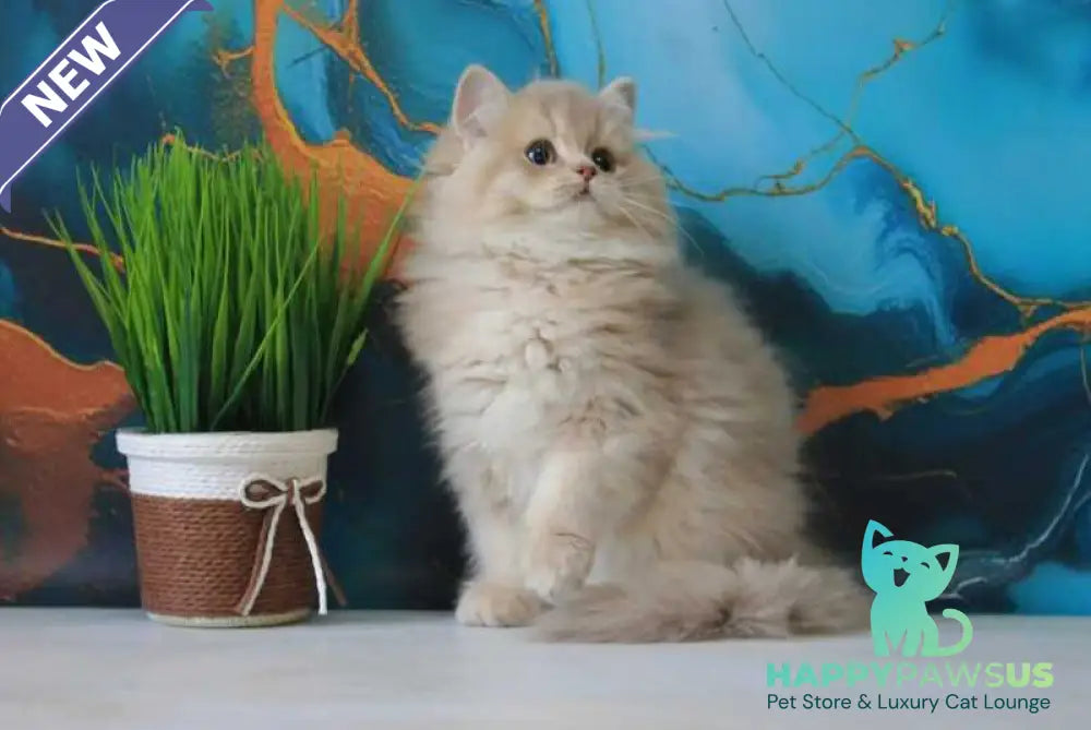 Antari British Longhair female lilac golden shaded - live animals