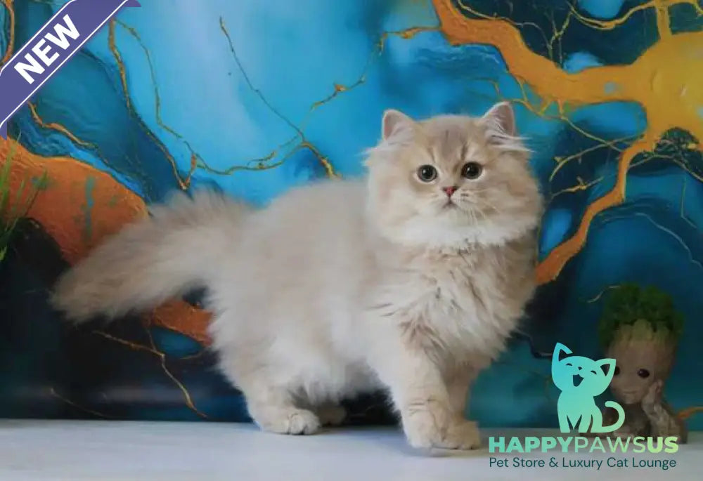 Antari British Longhair female lilac golden shaded - live animals