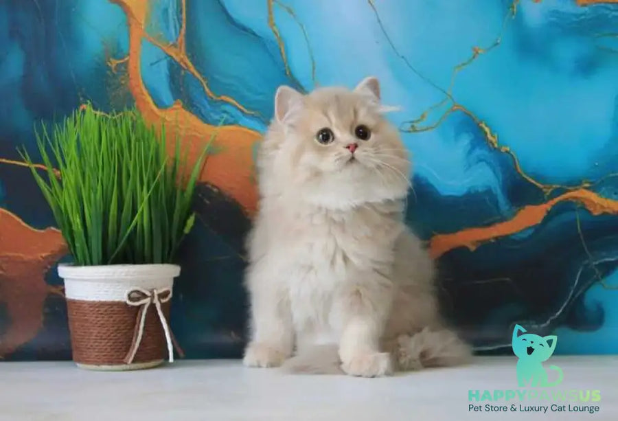 Antari British Longhair female lilac golden shaded - live animals