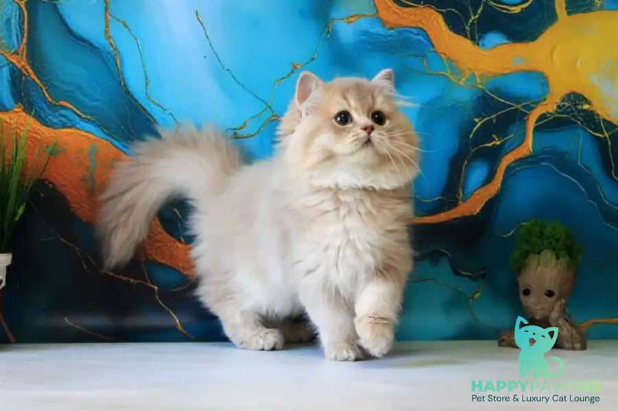 Antari British Longhair female lilac golden shaded - live animals