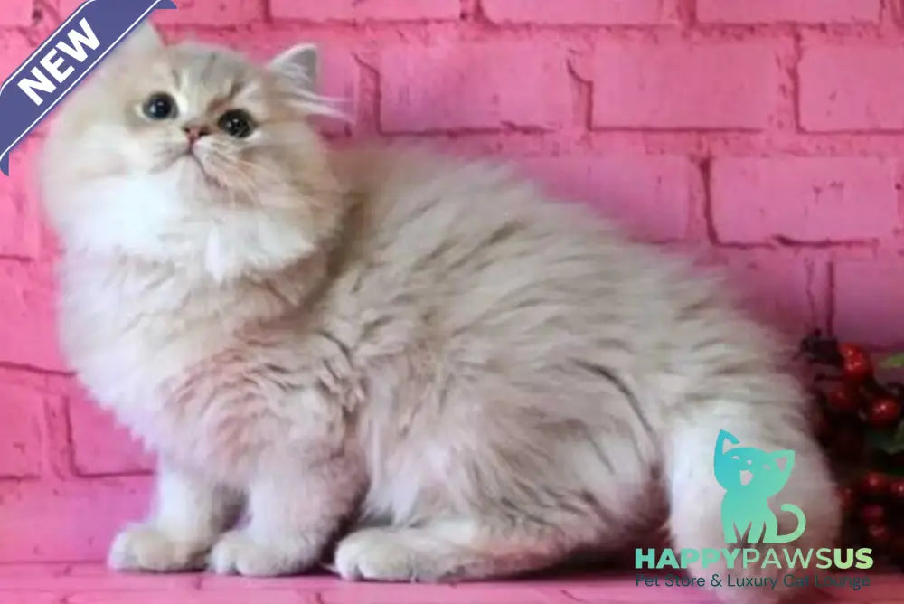 Antari British Longhair female lilac golden shaded - live animals