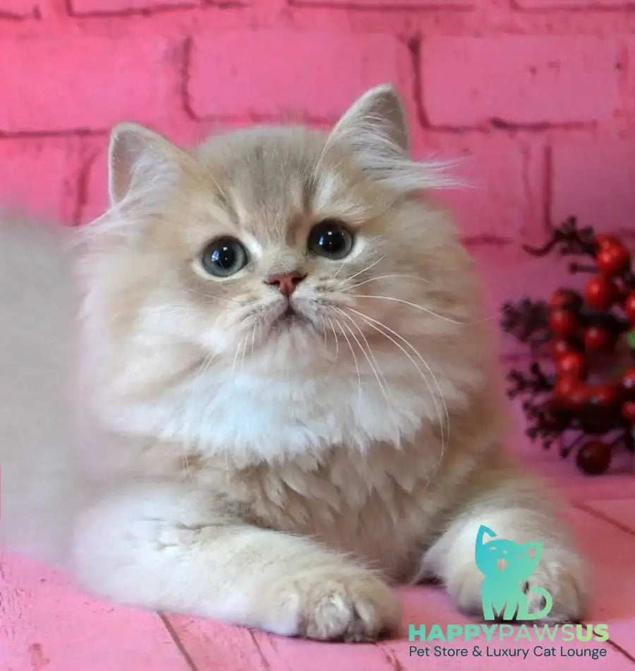Antari British Longhair female lilac golden shaded - live animals