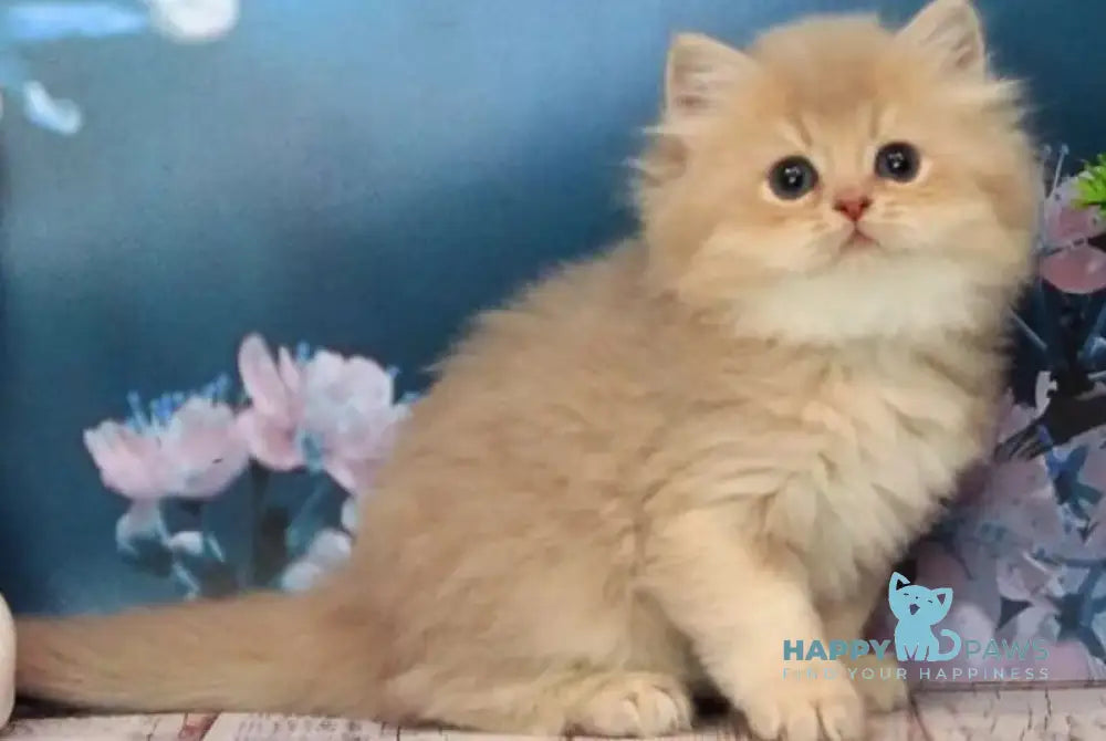 Antari British Longhair female lilac golden shaded - live animals