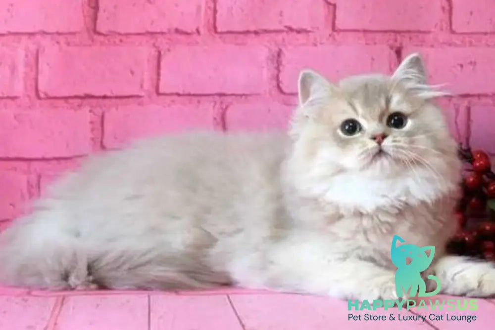 Antari British Longhair female lilac golden shaded - live animals