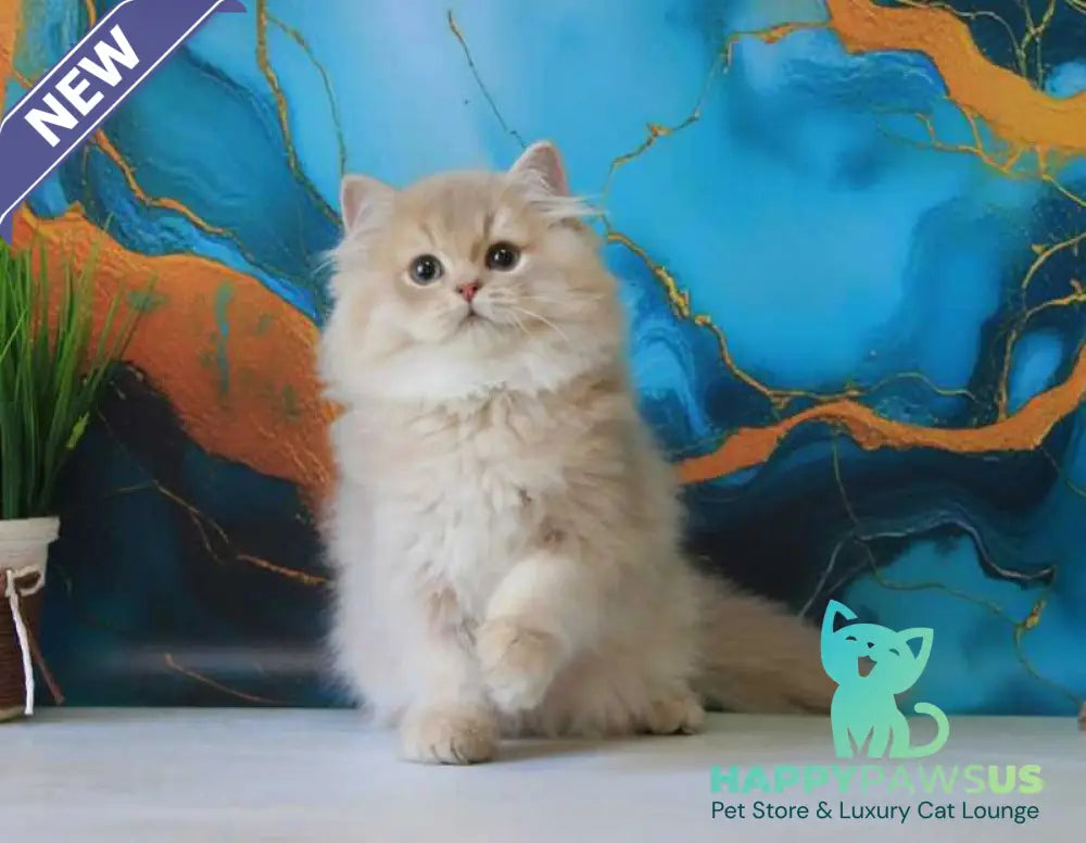 Antari British Longhair female lilac golden shaded - live animals