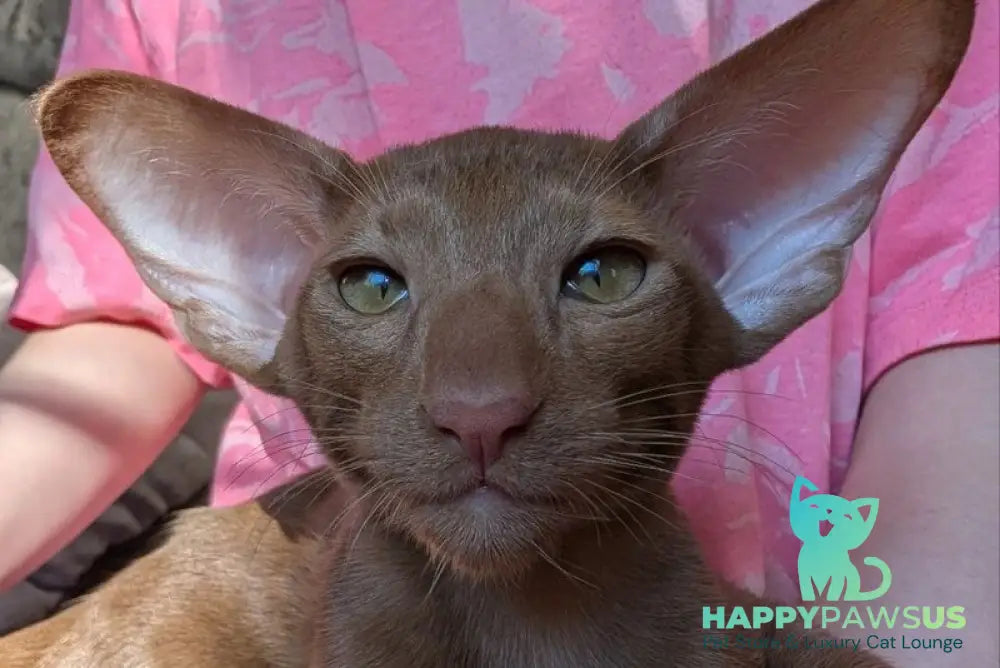 Antik Oriental Shorthair male cinnamon - live animals