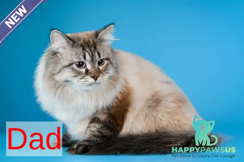 Antip Siberian male seal lynx pointed - live animals