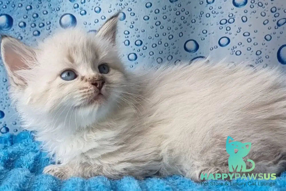 Antip Siberian male seal lynx pointed - live animals