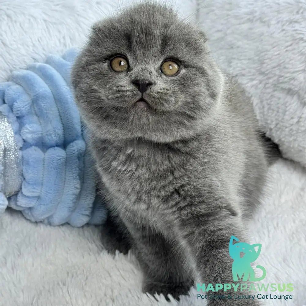Anton Scottish Fold male blue - live animals