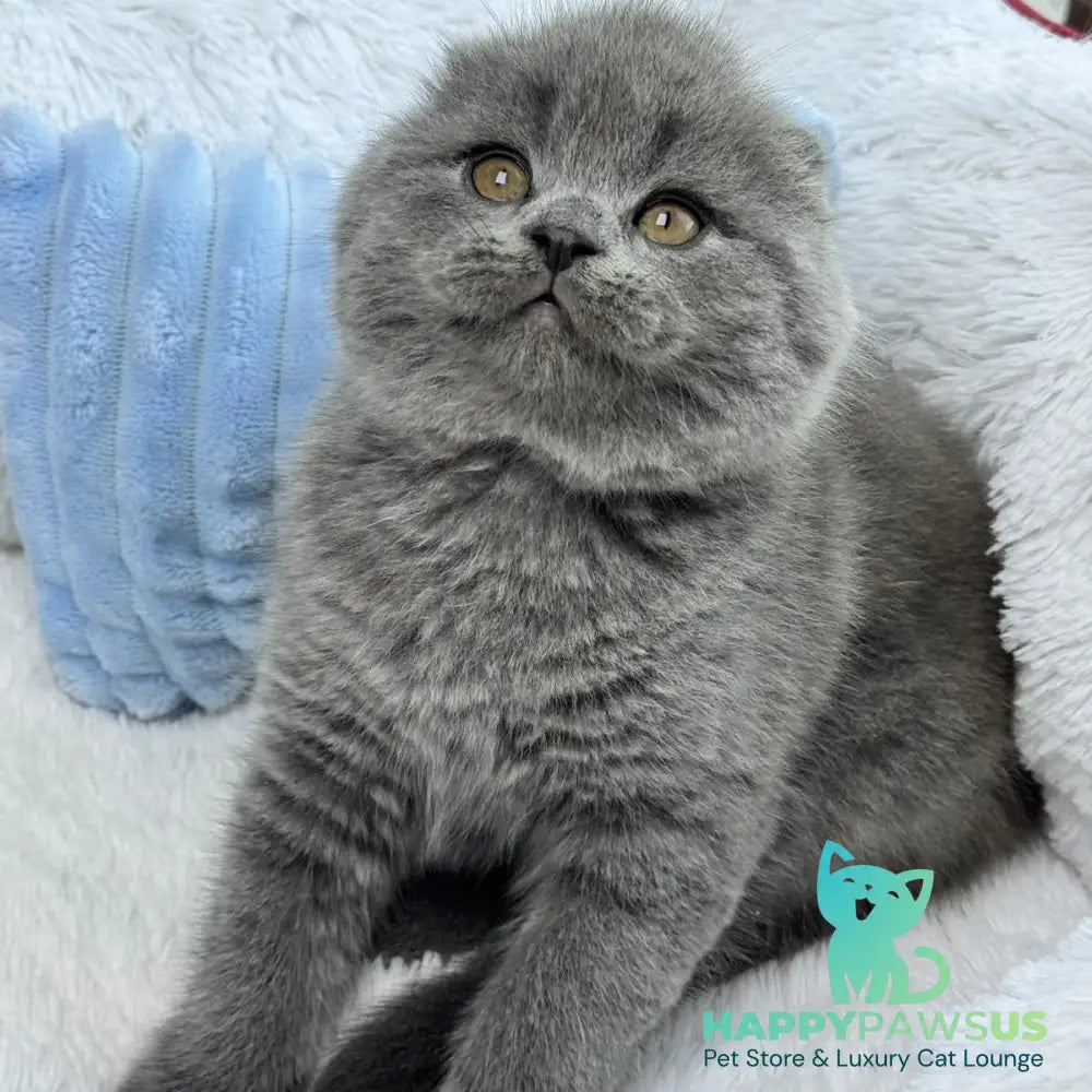 Anton Scottish Fold male blue - live animals