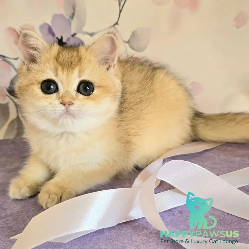 Antonina British Shorthair female black golden shaded - live animals
