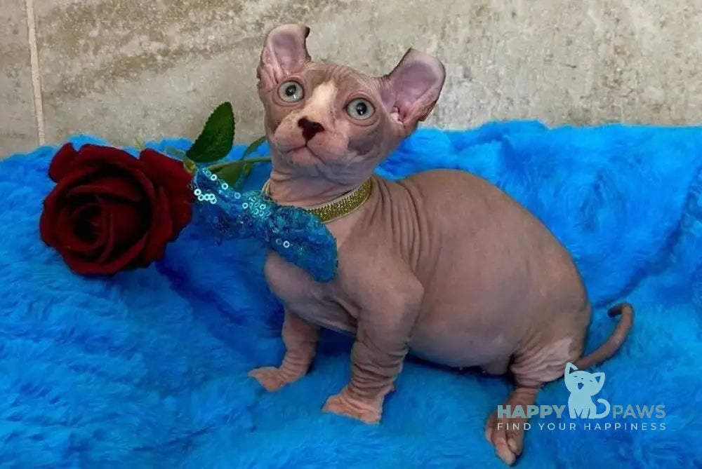 Antuan Dwelf male black bicolour live animals